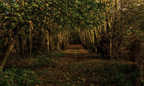 A picture showing a hiking path in a forest.